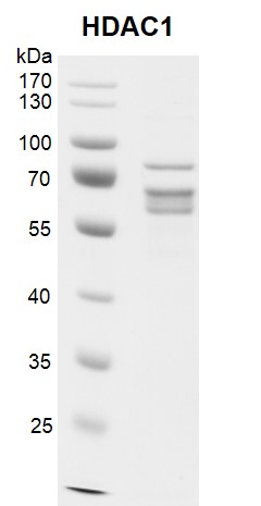 HDAC1 protein was run on an 8% SDS-PAGE gel and stained with Coomassie blue.